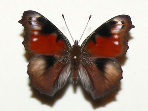 Aglais io (aberration 2) Internet Image property of respective owner, non-commercial use only